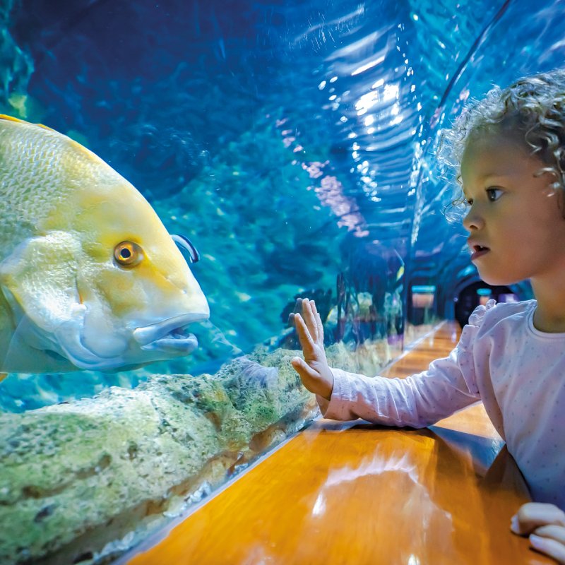 Loro Parque Tenerife Acuario